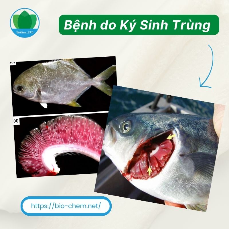 Bệnh do ký sinh trùng gây ra trên cá